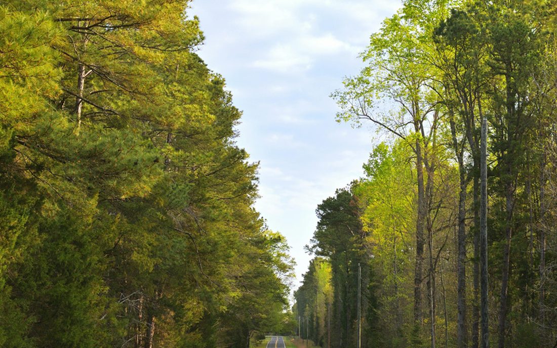 A two-lane road running straight through the pines outside Garner
