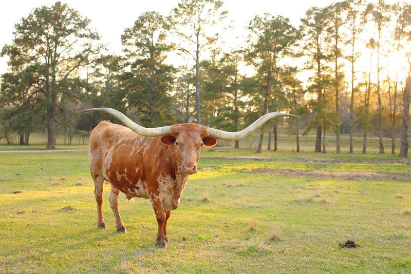 A longhorn standing in a Texas pasture in the early morning light