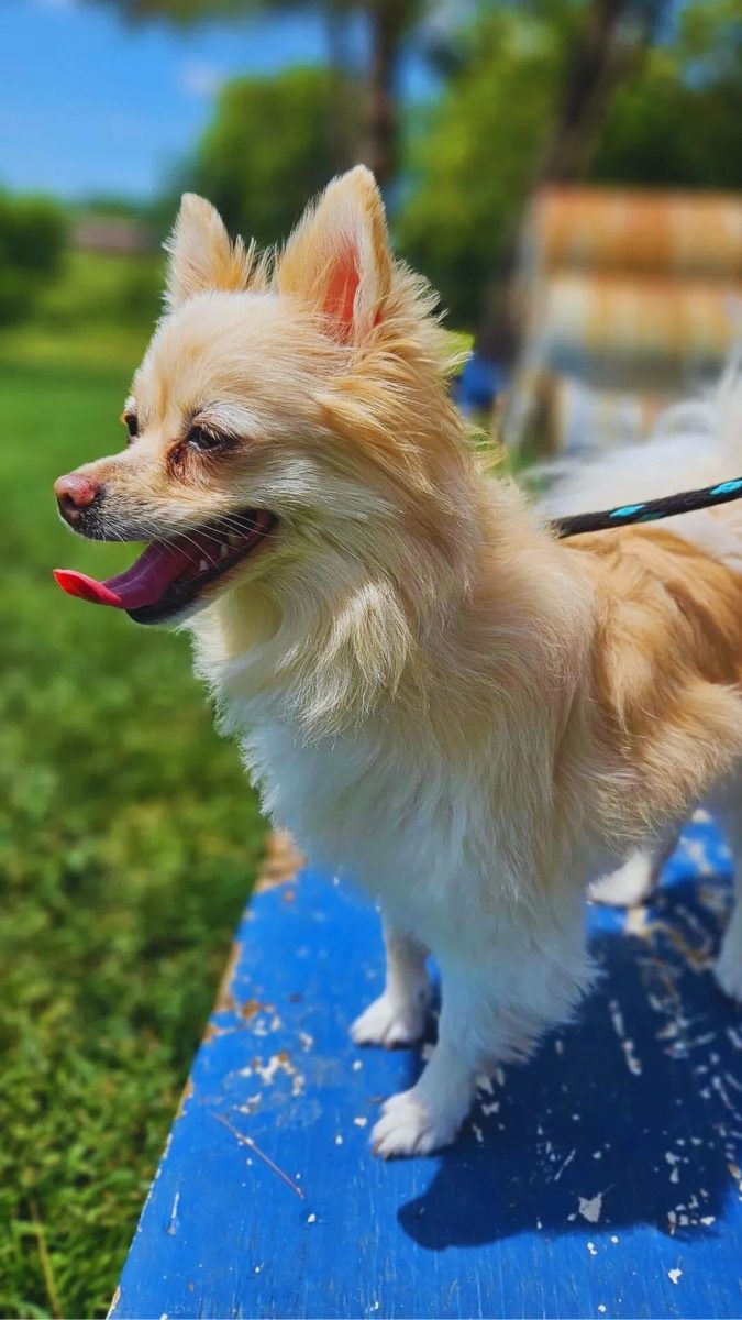 A happy little dog outdoors after Camp Blue Line K-9
