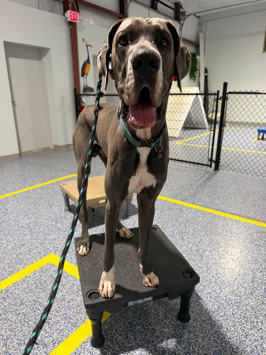 Happy Great Dane learning on the platform in a Gold one-on-one lesson