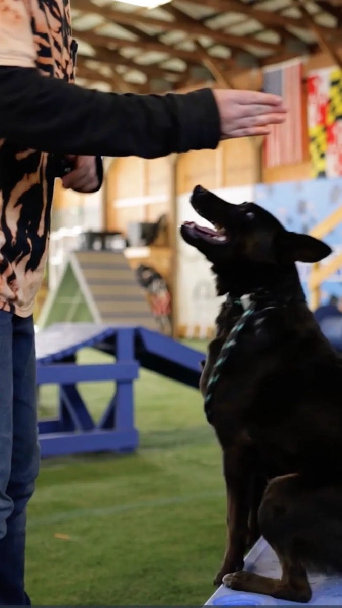 Happy dog learning at the JoCo training center