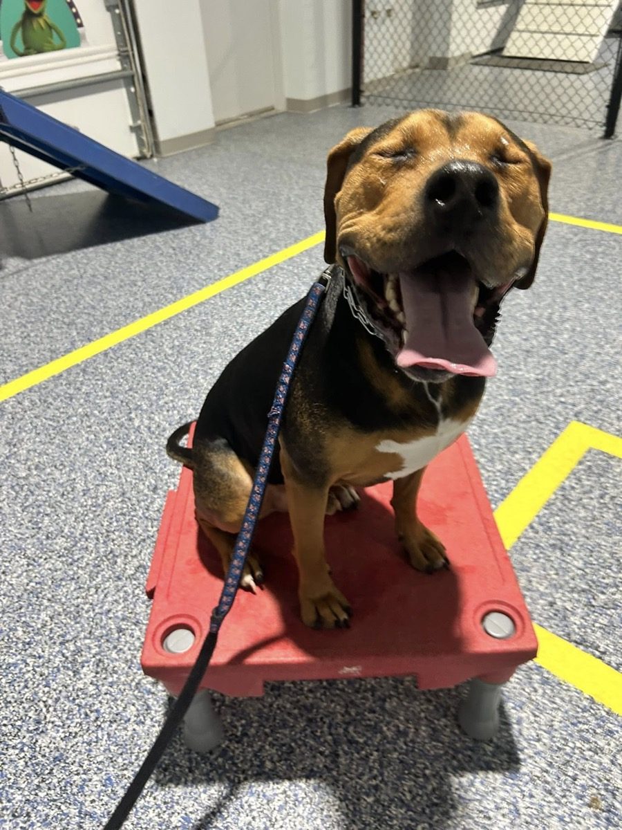 Beagle settling in for a Platinum drop-off training day