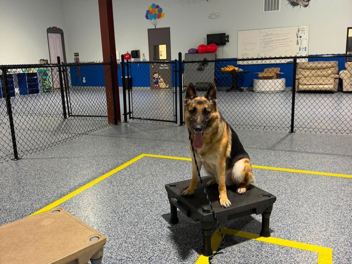 The Blue Line K-9 training facility and system behind every owner