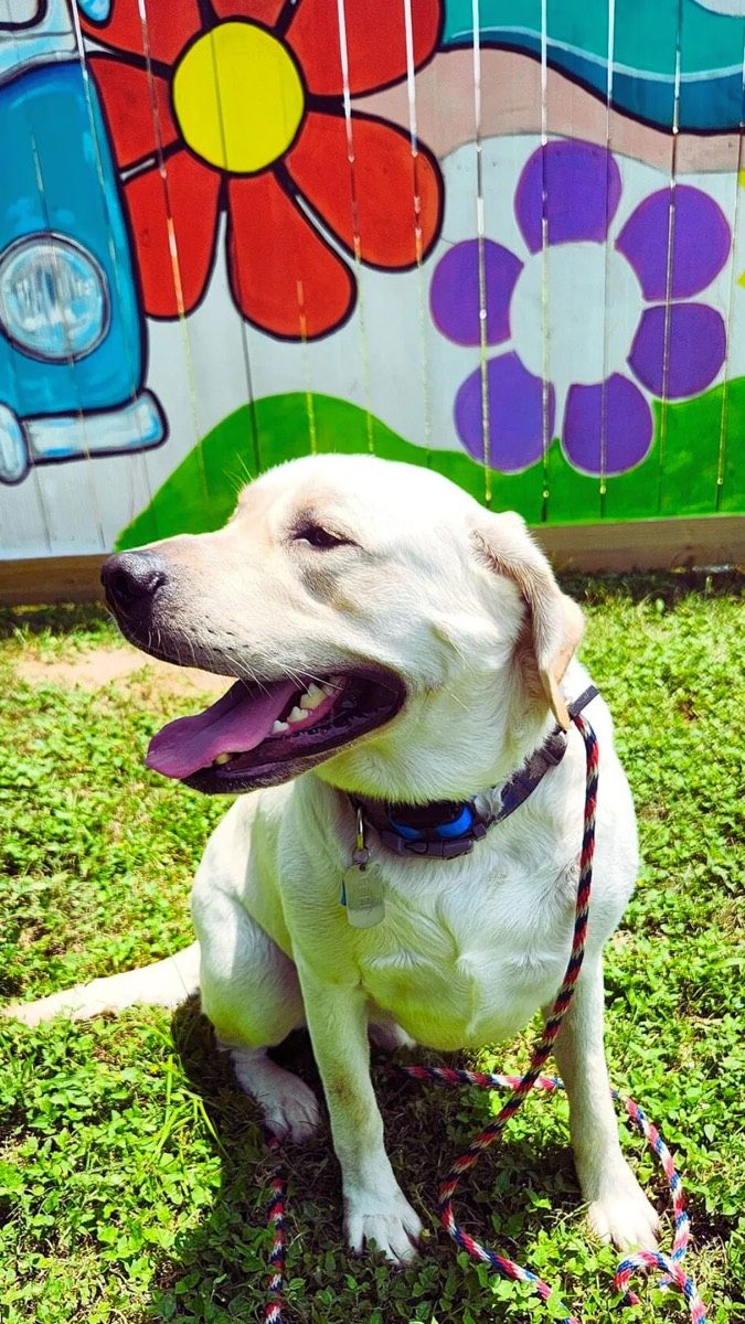 Puppy playing during an immersive Camp Blue Line K-9 stay