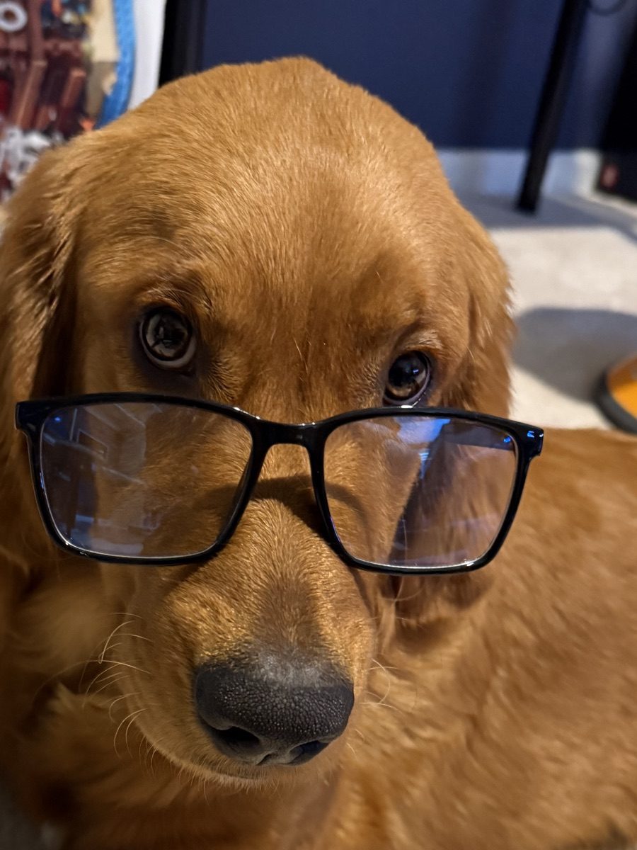 Golden retriever wearing glasses, ready for a Puppy Jump Start lesson