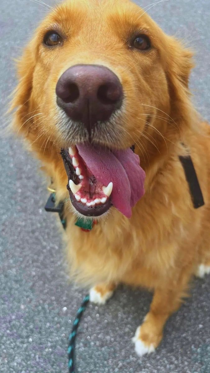 A hands-on owner and their happy golden during Gold training