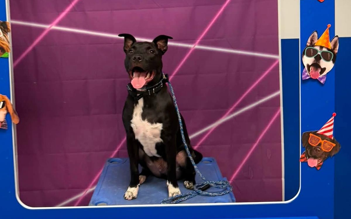 A Gold Program graduate on graduation day at Blue Line K-9