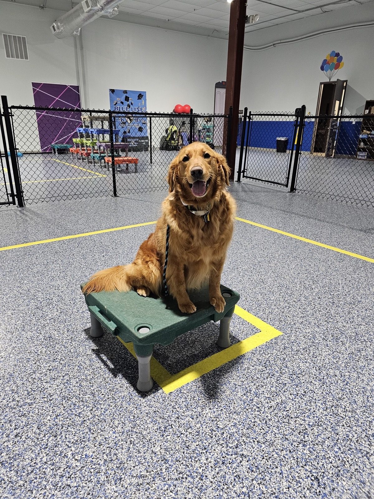 Happy golden retriever after dog training