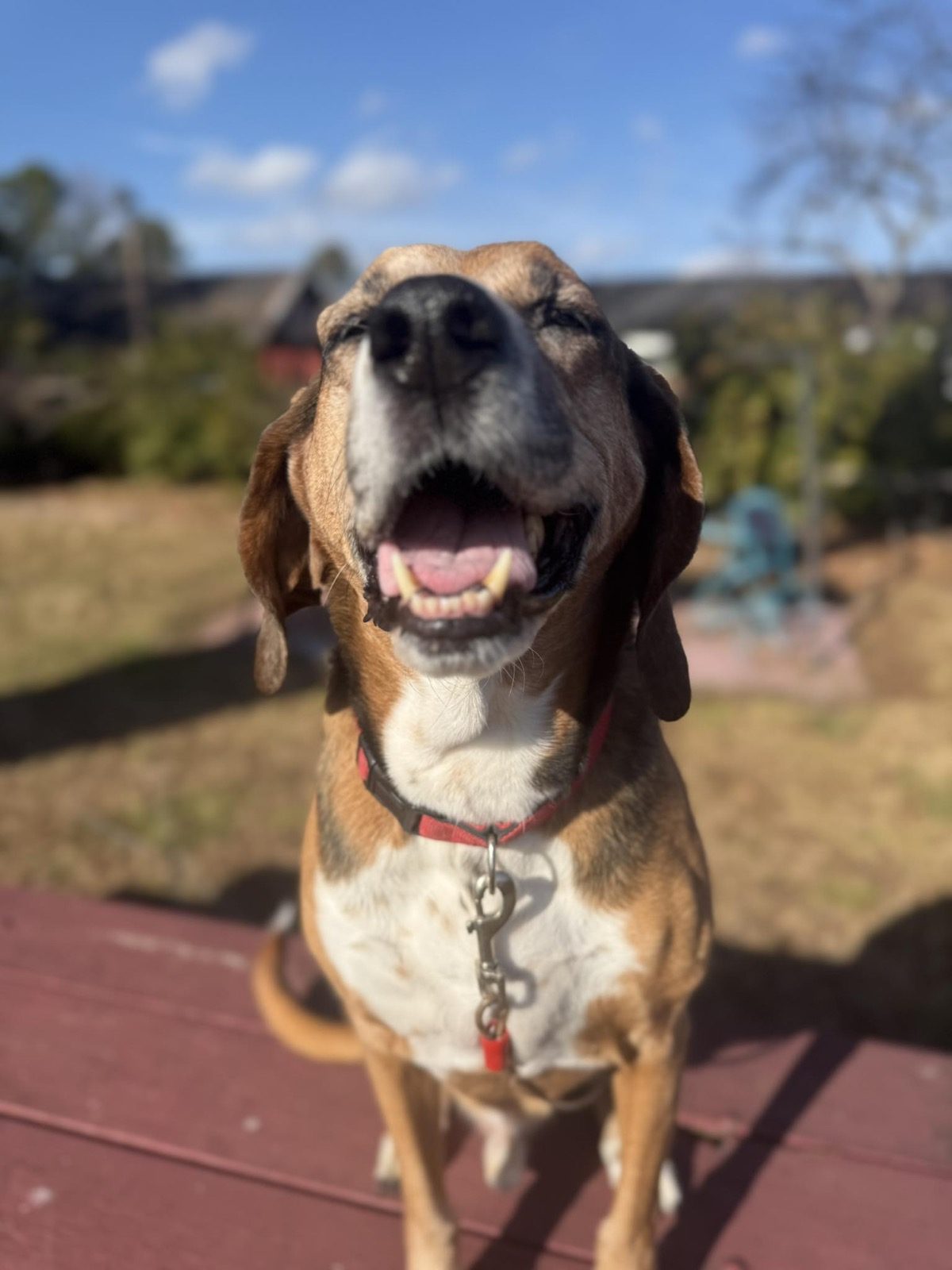 A happy, well-trained dog with the Blue Line K-9 JoCo team