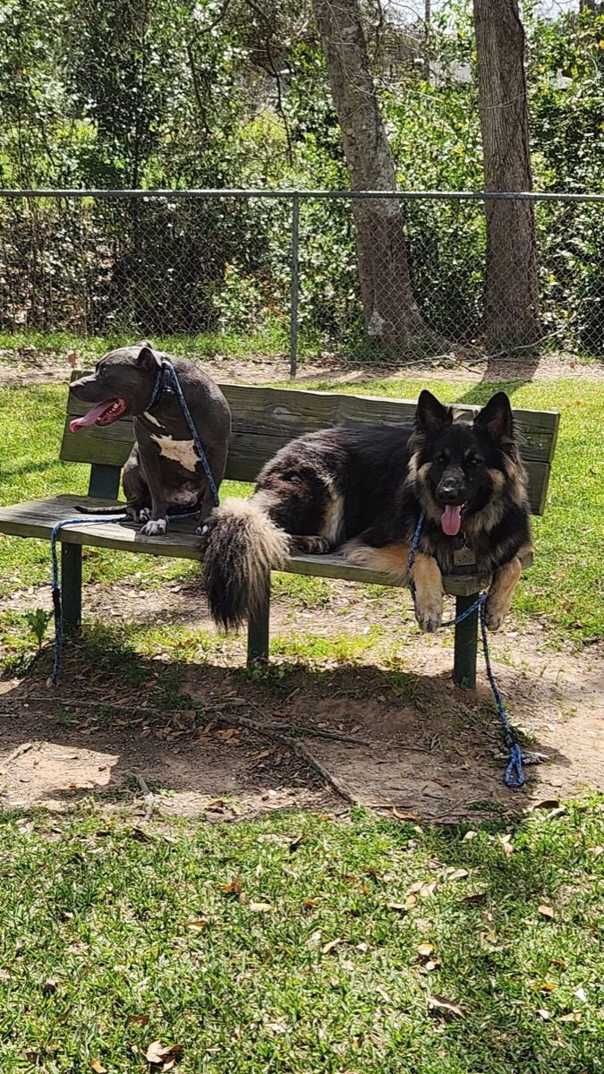Two trained dogs resting together after a Blue Line K-9 Pack Walk