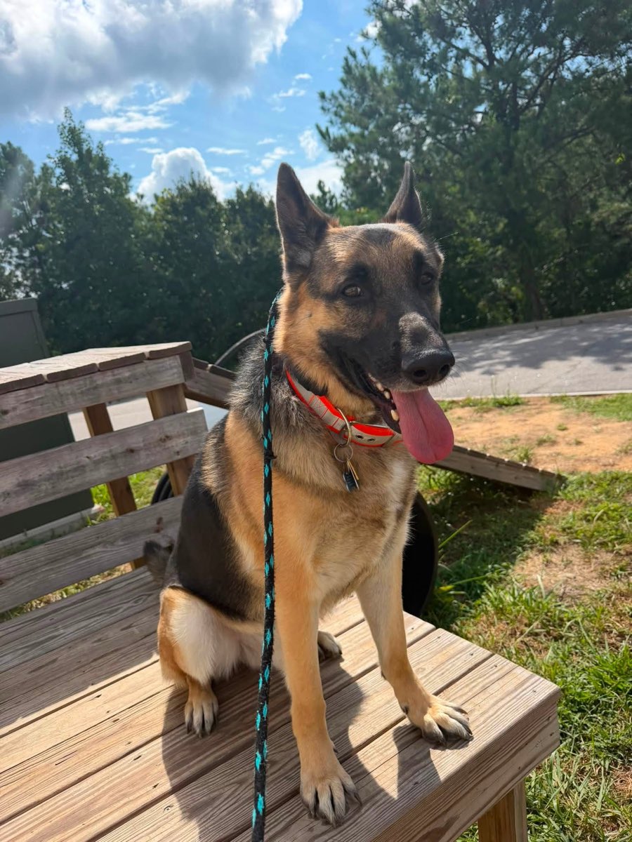 German Shepherd waiting on the outdoor platform under the pines