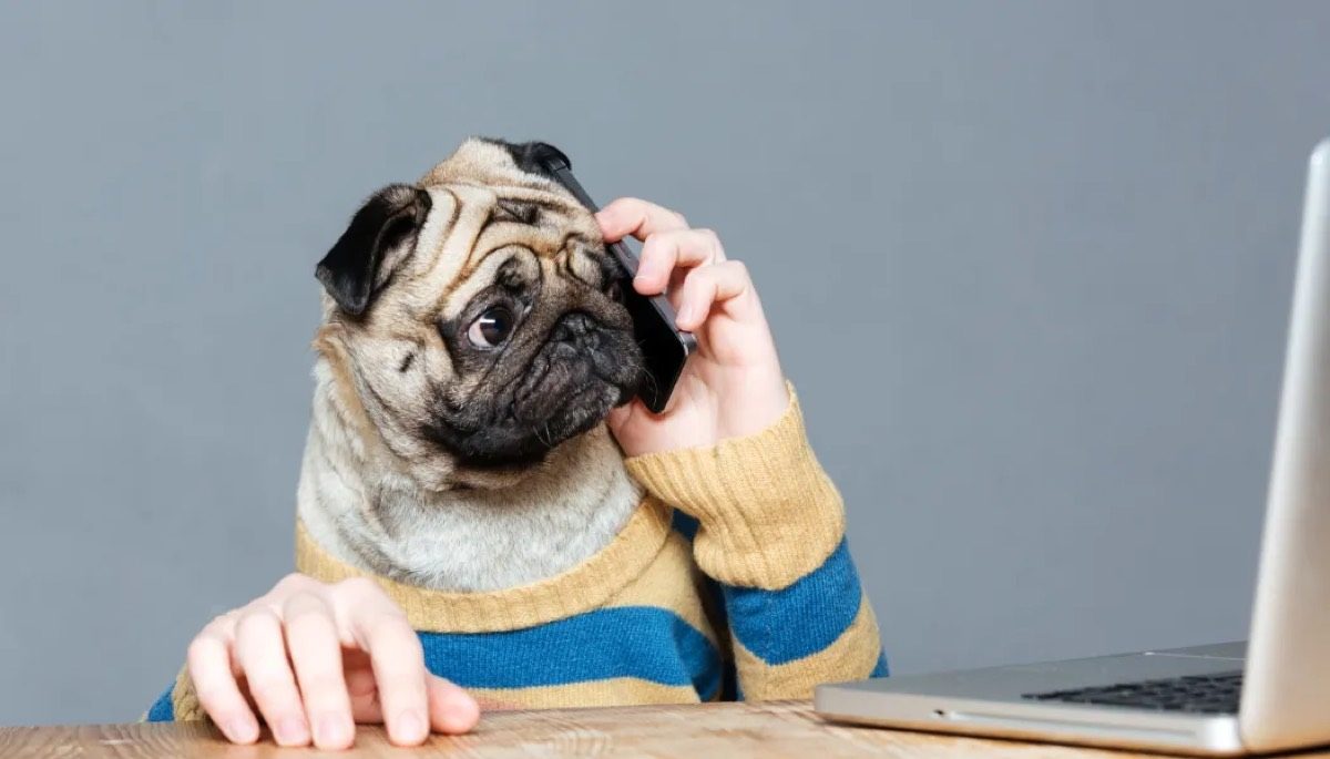 Affectionate pug showing off Blue Line K-9 gear