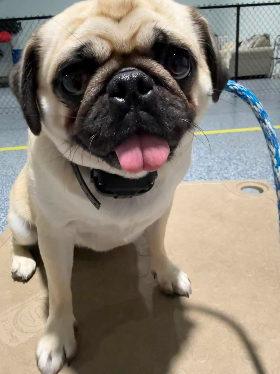 A pug working on place in Blue Line K-9 Trainer Academy
