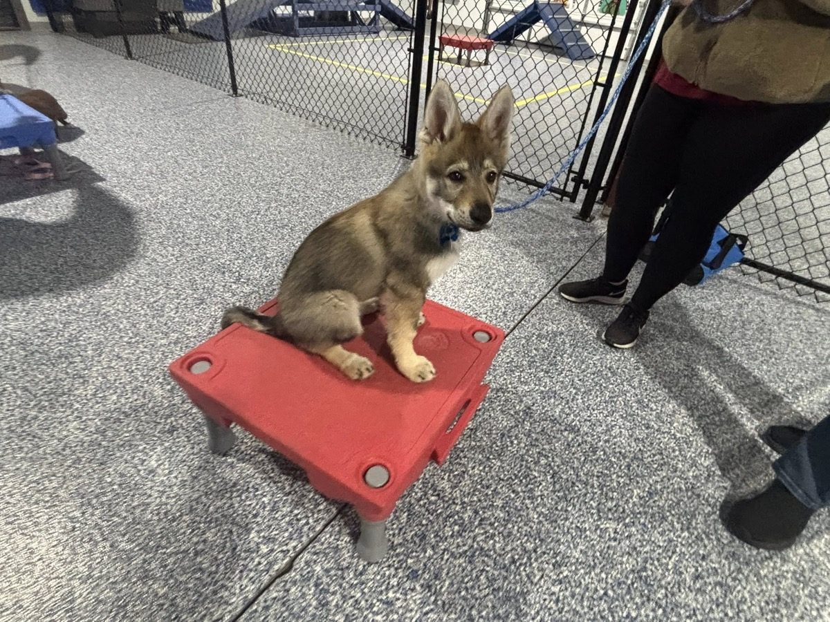 A young puppy learning to hold a place command in Puppy Class
