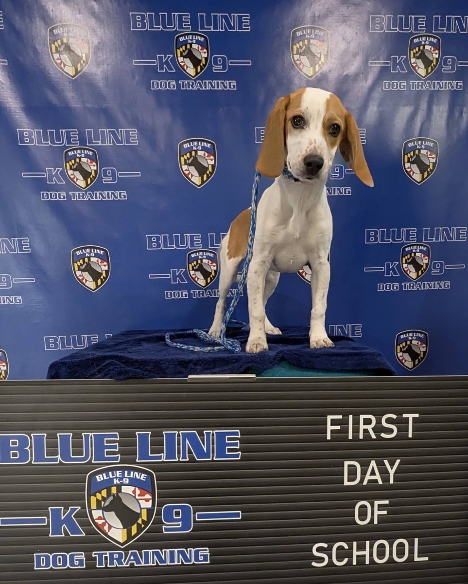 Beagle puppy posing with a First Day of School sign at Camp Blue Line K-9