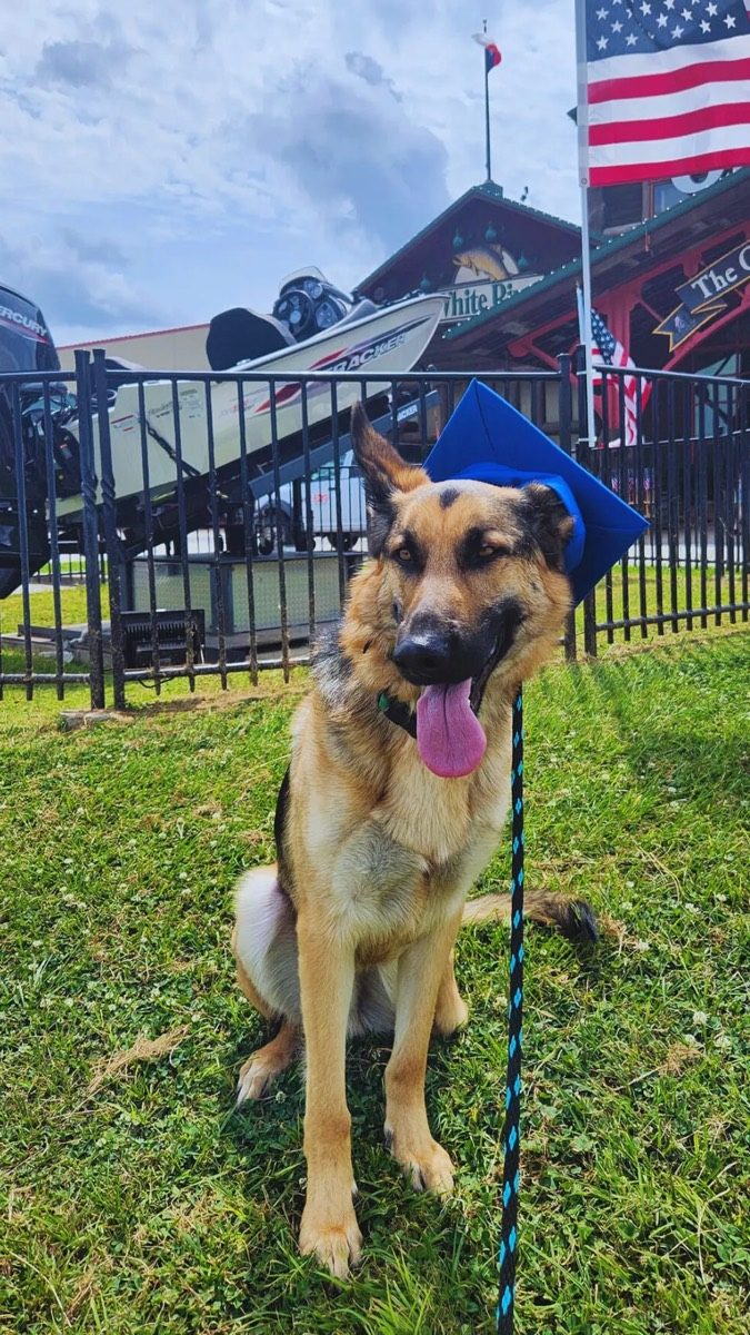 German shepherd at the Blue Line K-9 Katy facility