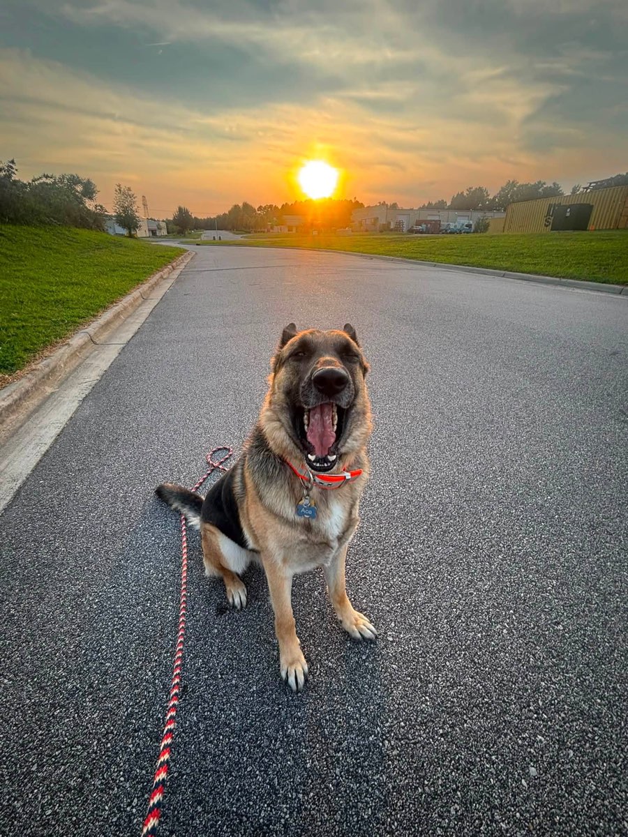 German Shepherd sitting on the drive at sunset after training