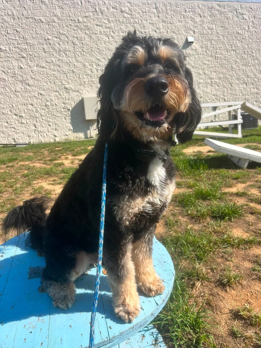 Bernedoodle holding a stay on the platform in the training yard