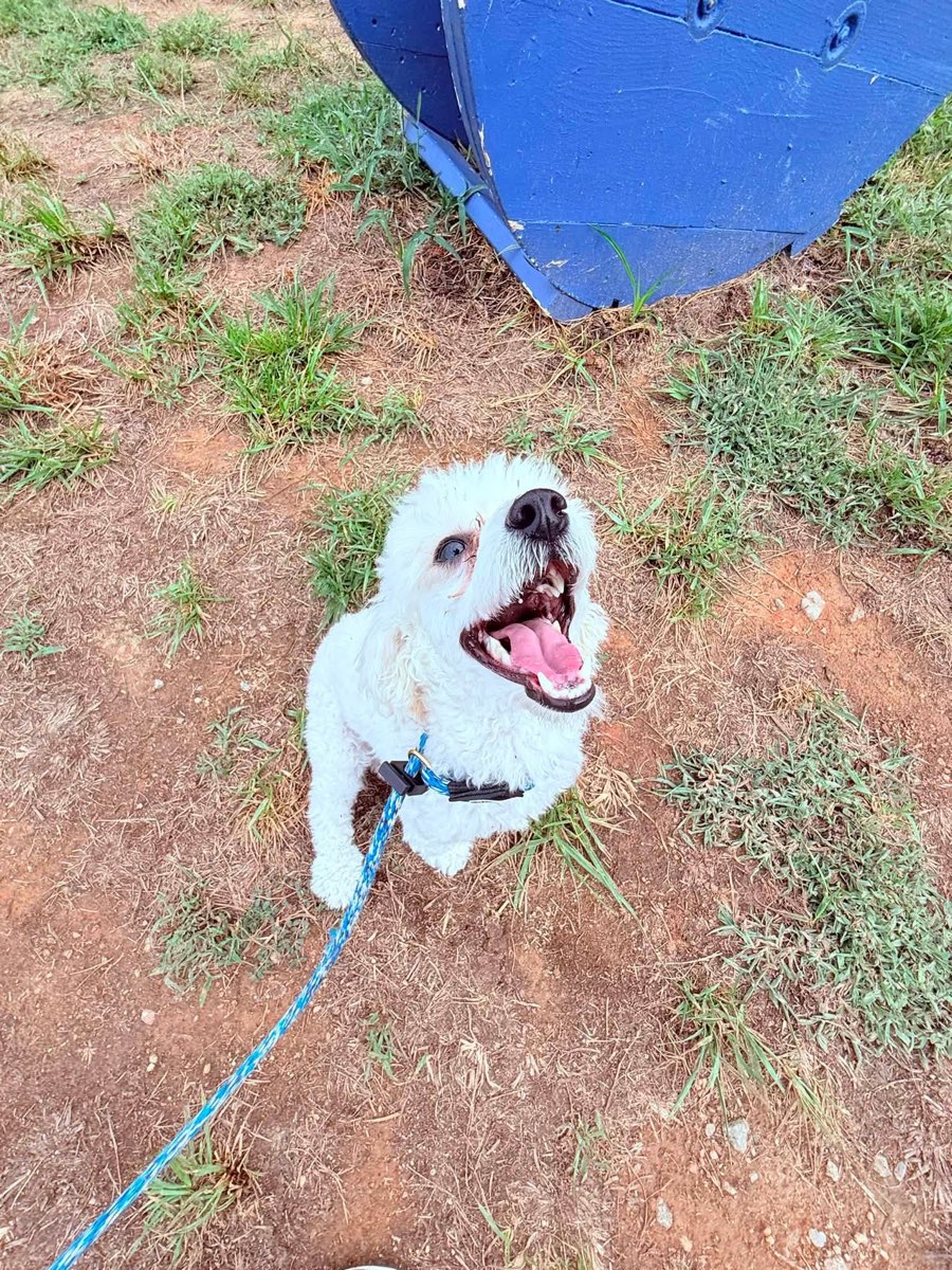 A puppy exploring the outdoor course on a sunny day